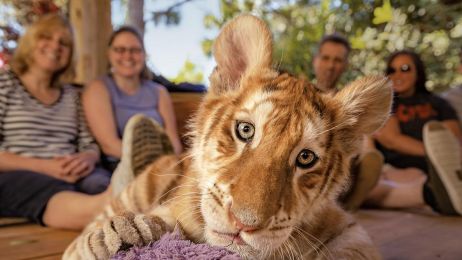 Tygrysy w wieku trzech miesięcy uznawane są za zbyt duże i niebezpieczne do zabawy z turystami (Photograph by Steve Winter)