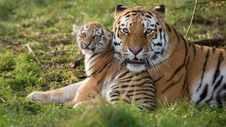 Tygrys azjatycki: gdzie żyje i czym się żywi? Dlaczego jest zagrożonym gatunkiem? (fot. Getty Images)